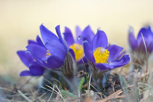 Pulsatilla vernalis.