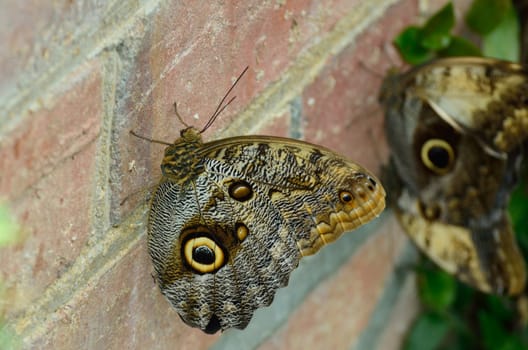 Brown Butterfly on brick wall