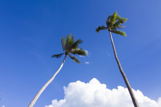 Green palm tree on blue sky background