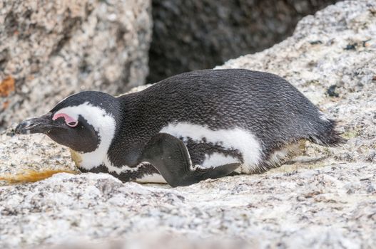 The Boulders section of the Table Mountain National Park in Simons Town is home to a land-based colony of endangered African Penguins.