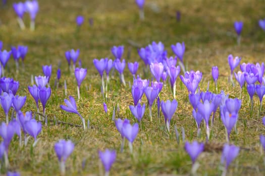 Field of crocuses