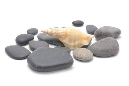 Pile of Shells on white background