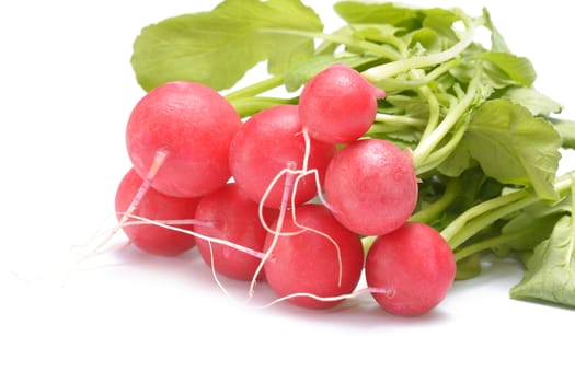 garden radish isolated on white background