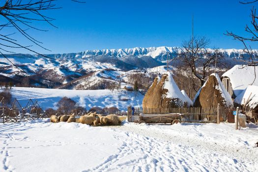 Typical winter scenic view haystacks and sheeps from Bran Castle surroundings