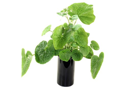 green wasabi leaves with blossoms on a bright background