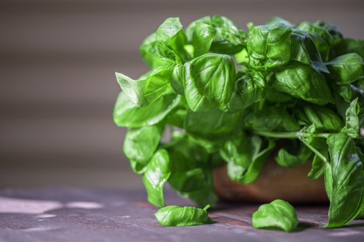 Fresh organic basil leaves on a wooden table