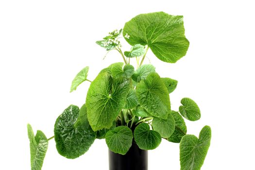 fresh green wasabi leaves with white blossoms on a bright background