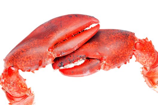 Lobster claws on white background