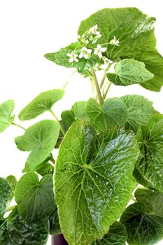 fresh wasabi leaves with blossoms on a bright background