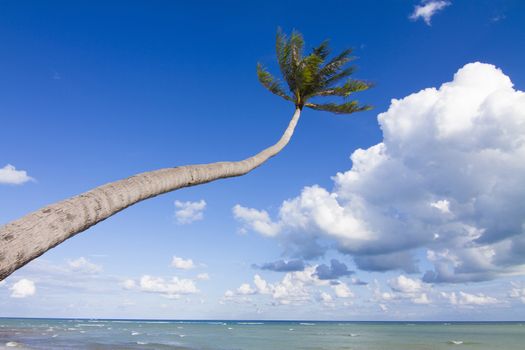 Coconut Palm tree on the white sandy beach