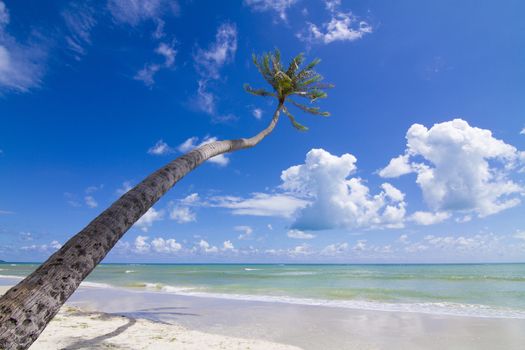 Coconut Palm tree on the white sandy beach