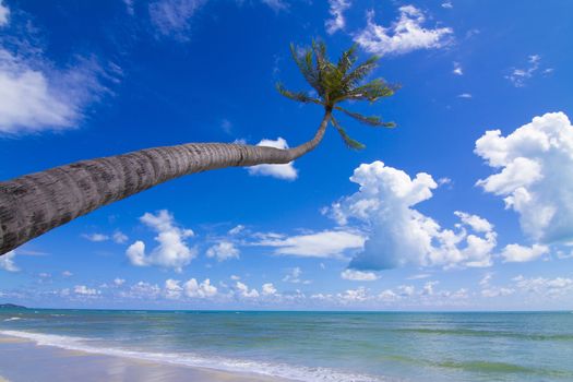 Coconut Palm tree on the white sandy beach