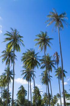 Green palm tree on blue sky background