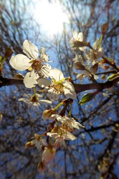 Picture of a blossoming plum  tree 