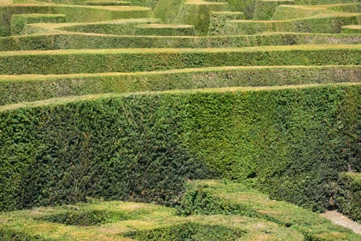 English hedge maze