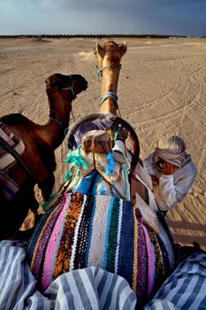 douze,tunisia,camel and people in the sahara's desert