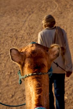 douze,tunisia,camel and people in the sahara's desert