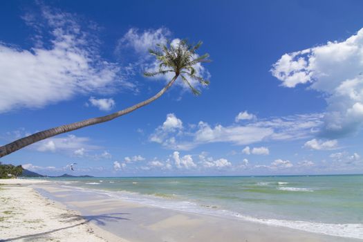 Coconut Palm tree on the white sandy beach