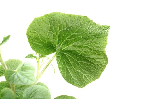 fresh green wasabi leaf on a bright background