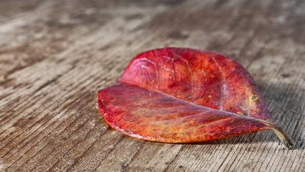 red leaf on an old wooden base