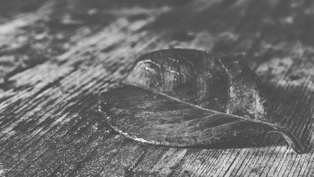 red leaf on an old wooden base