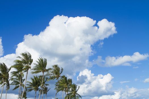 Giant ferris wheel against blue sky and white cloud