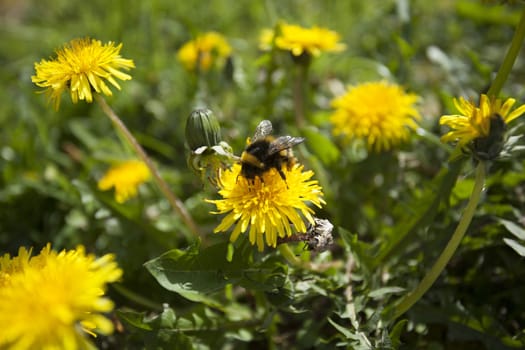 Close up of a bumble bee on a dandelion flower