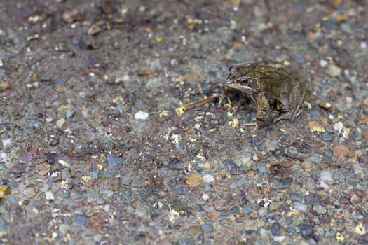 Frog camouflaged against the background