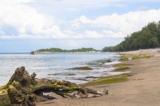 Dried tree root on the beach with seascape background