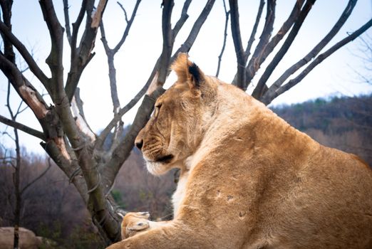 Female lion is watching prey.
