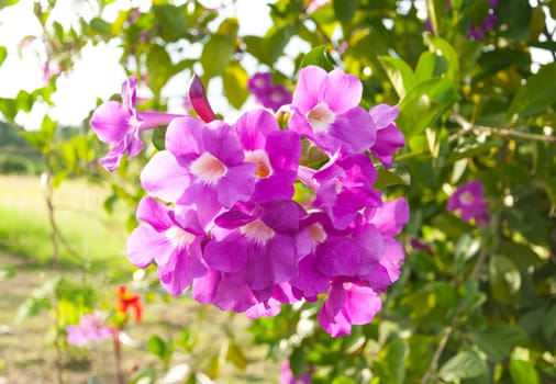 The beautiful of pink orchid with natural background.