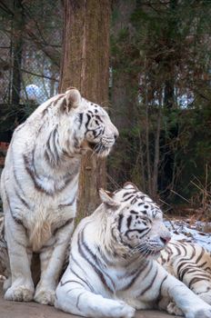 Twin white tigers are watching prey.