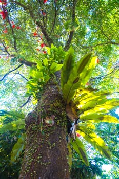 The growth of vegetation on the trees.