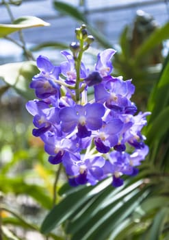 The beautiful of violet orchid with natural background.