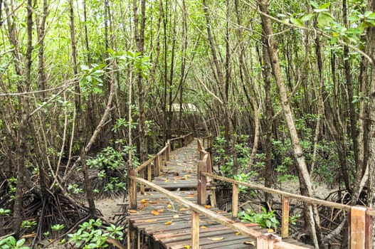 Wood corridor at mangrove forest among the trees