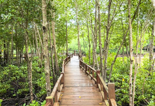 Wood corridor at mangrove forest among the trees