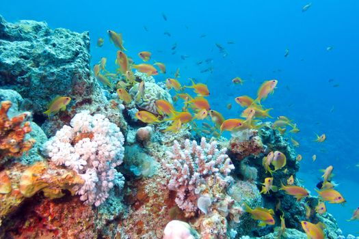 colorful coral reef with shoal of fishes scalefin anthias in tropical sea