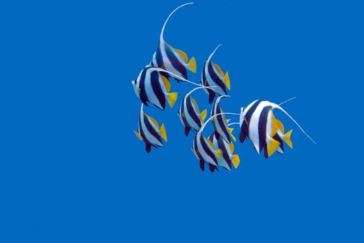 shoal of bannerfishes in tropical sea, underwater