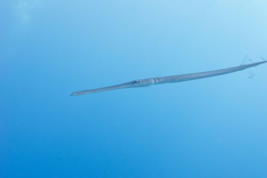 single Cornetfish in tropical sea on a background of blue water