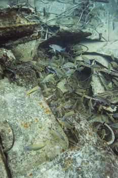 school of fish at the bottom of a ship wreck