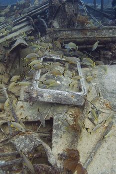 Fish school of bluestripped grunt in a shipwreck