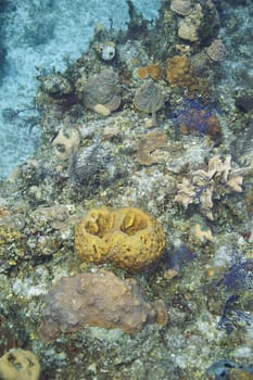 reef covered with soft and hard coral, sponges and algea