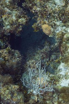 coral reef forming a cavern deep under water