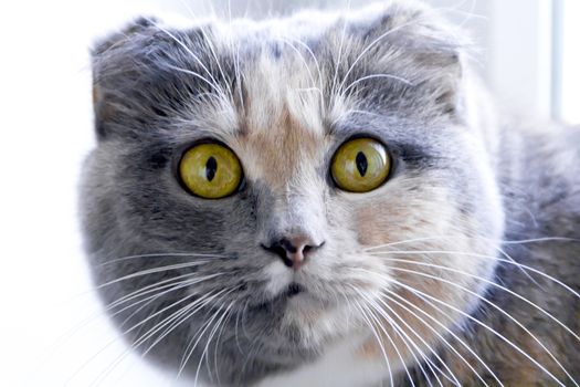 Photo of color cat with yellow eyes