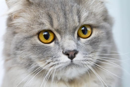 Photo of cat portrait with yellow eyes 