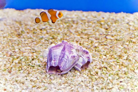 Photo of clown fish in aquarium water