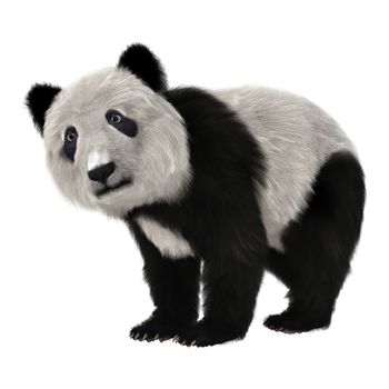 3D digital render of a panda bear cub isolated on white background