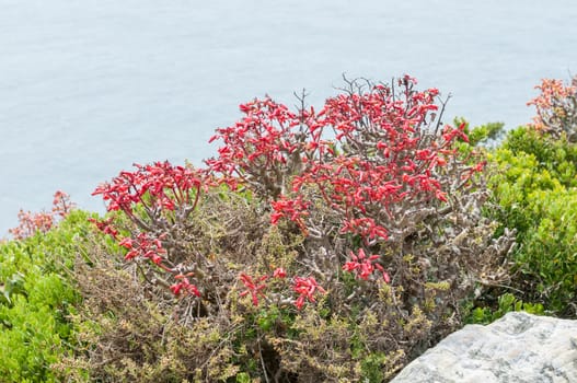 Flowers of a botterboom or butter tree, Tylecodon paniculatus, a deciduous succulent up to 3m. Photo taken a Cape Point