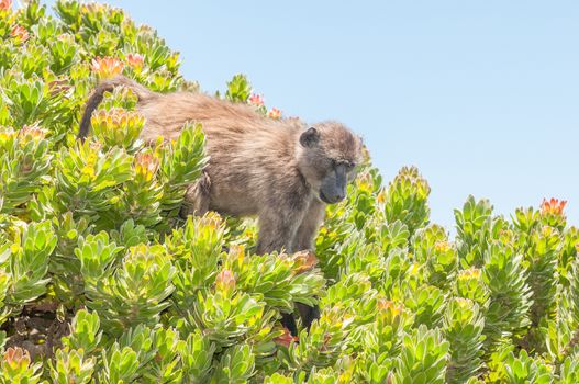 Chacma baboon (Papio ursinus), also known as the Cape baboon, in a protea shrub at Cape Point in the Table Mountain National Park in Cape Town, South Africa.