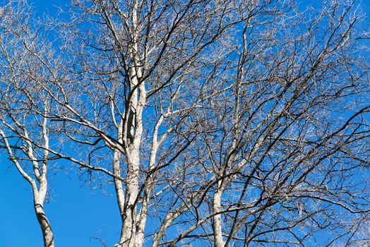 Trees with blue sky background in winter season